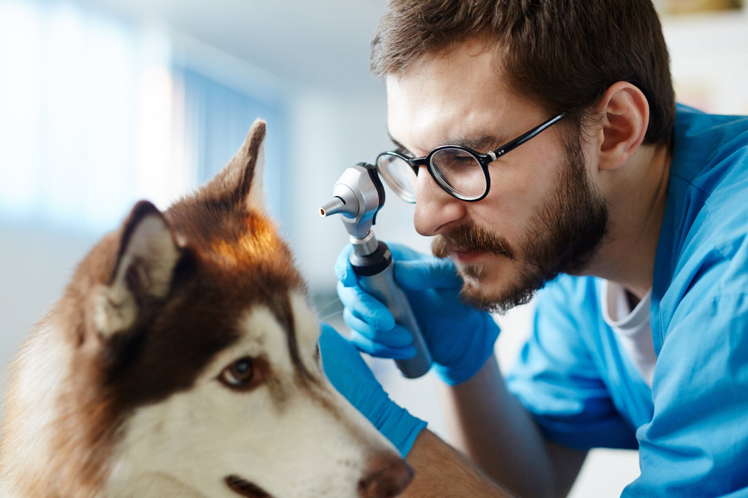 Veterinary Otoscopes