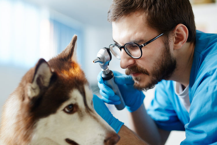 Buy Veterinary Otoscopes from Medisave