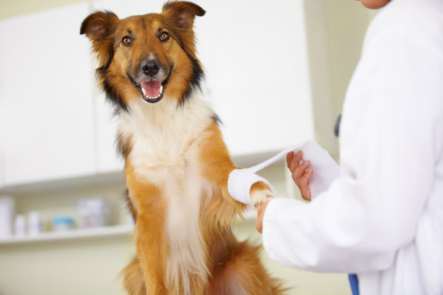 Veterinary Casts & Splints