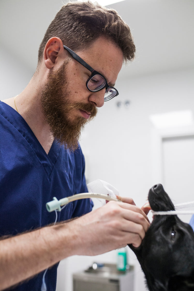 Buy Veterinary Gastroenterology from Medisave