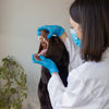 Veterinary Glove & Apron Dispensers
