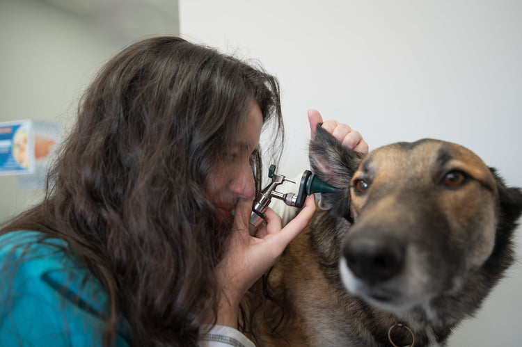 Buy Veterinary Specula from Medisave