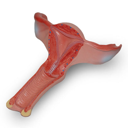 Elite Edusex Sexual Education Bag - 