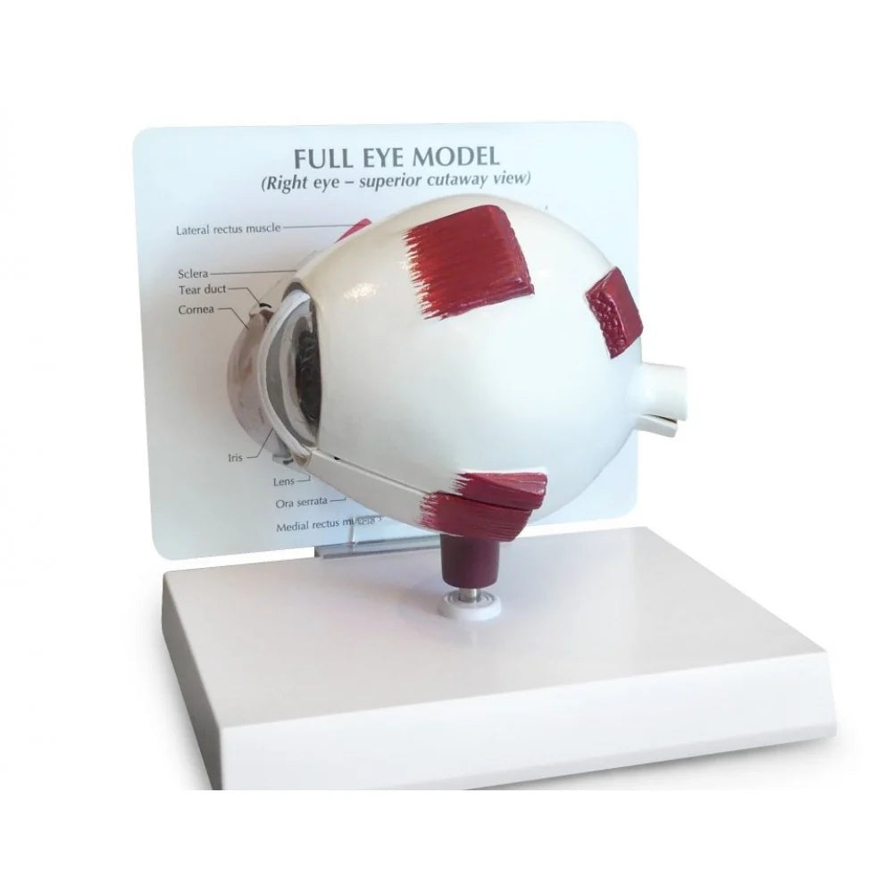 Eye Anatomy & Pathology Collection - 