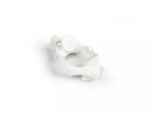 Vertebrae model, individual (C1-L5) - 