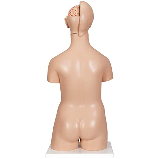 Deluxe Dual Sex Human Torso Model, 24 part - 3B Scientific