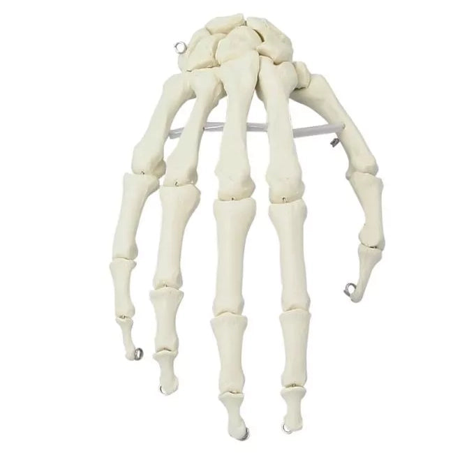 Skeleton of Hand