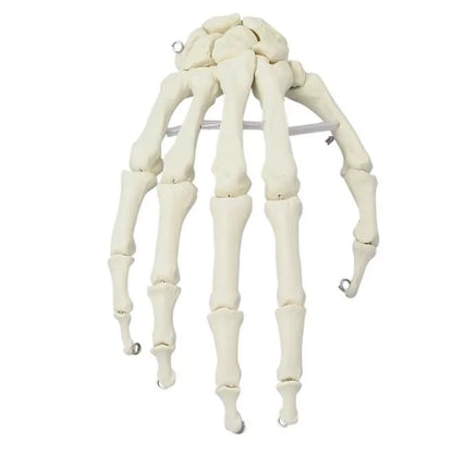 Skeleton of Hand