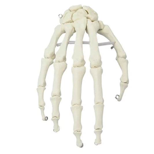 Skeleton of Hand - 