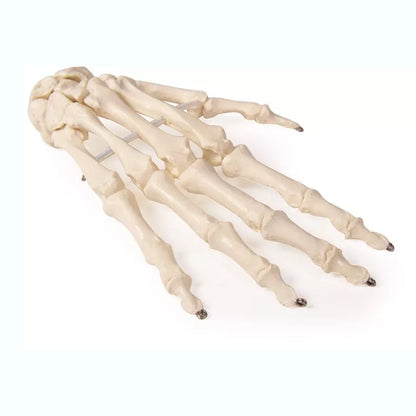 Skeleton of Hand