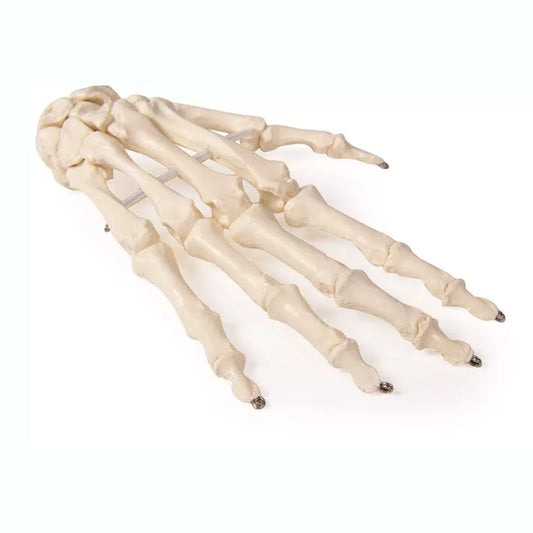 Skeleton of Hand - 