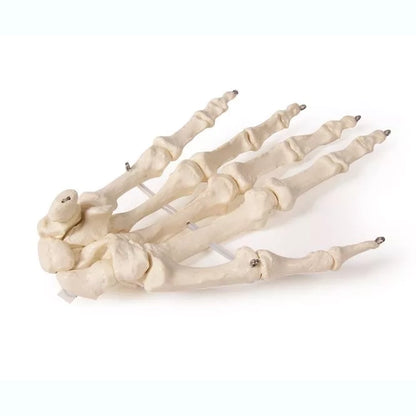 Skeleton of Hand