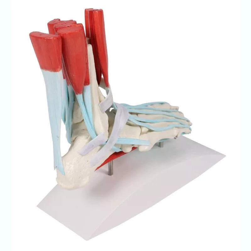 Skeleton of a Foot with Ligaments