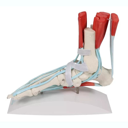 Skeleton of a Foot with Ligaments