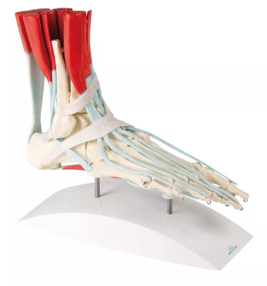 Skeleton of a Foot with Ligaments - 