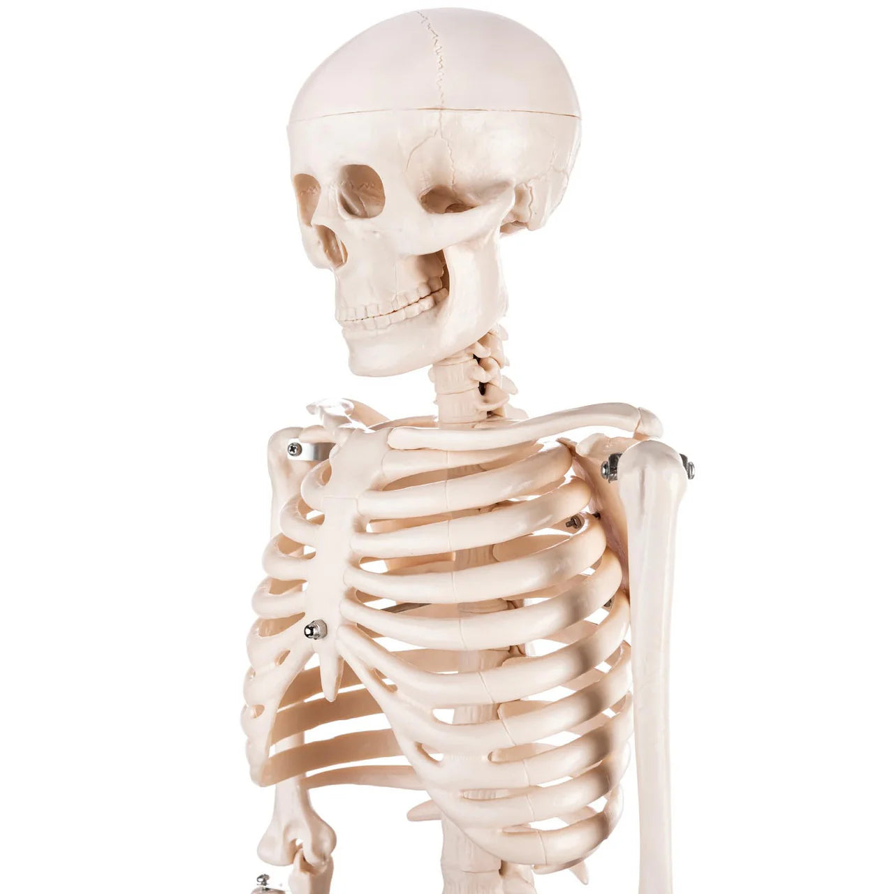Budget Half Size Skeleton Model - 