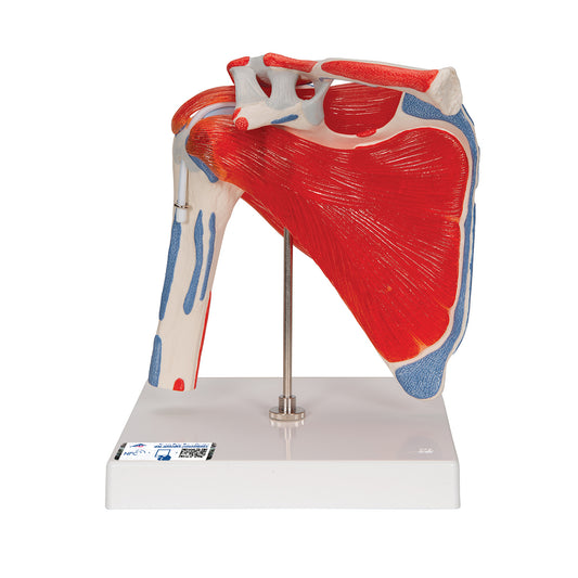 Human Shoulder Joint Model with Rotator Cuff & 4 Removable Muscles, 5 part - 