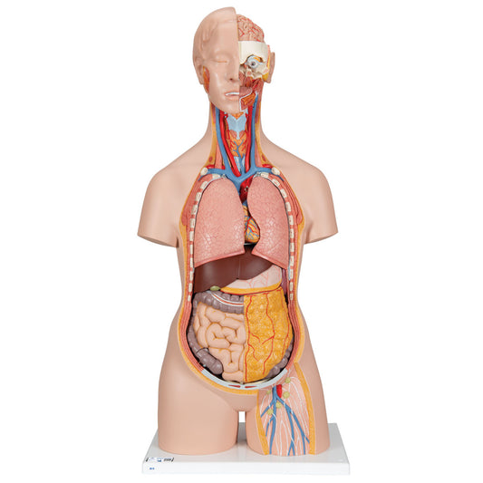 Classic Unisex Human Torso Model with Opened Neck and Back