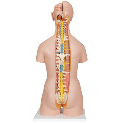 Classic Unisex Human Torso Model with Opened Neck and Back