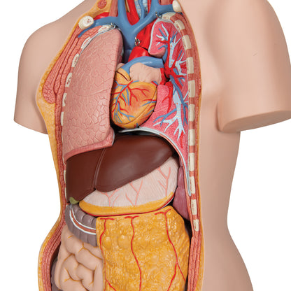 Classic Unisex Human Torso Model with Opened Neck and Back
