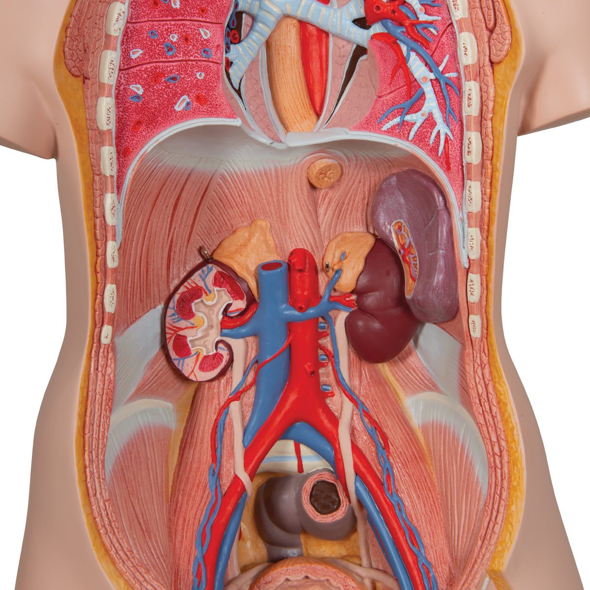 Classic Unisex Human Torso Model with Opened Neck and Back