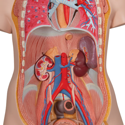 Classic Unisex Human Torso Model with Opened Neck and Back