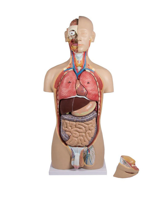 Human Torso Model with Back, 27 parts - CLEARANCE - 3B Scientific