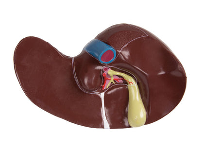 Human Torso Model with Back, 27 parts - CLEARANCE - 3B Scientific