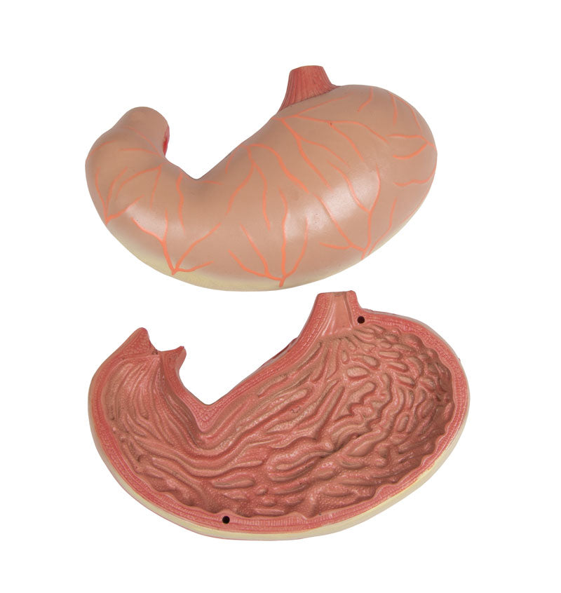 Human Torso Model with Back, 27 parts - CLEARANCE - 3B Scientific