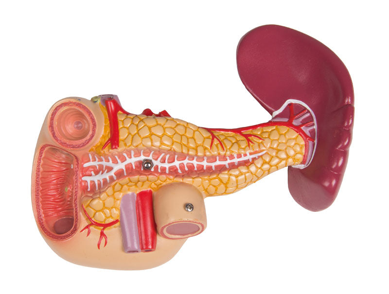 Human Torso Model with Back, 27 parts - CLEARANCE - 3B Scientific