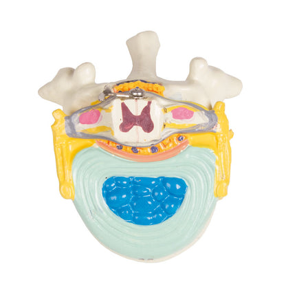 Human Torso Model with Back, 27 parts - CLEARANCE - 3B Scientific