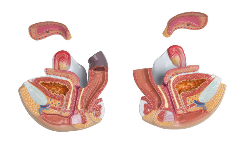 Human Torso Model with Back, 27 parts - CLEARANCE - 3B Scientific