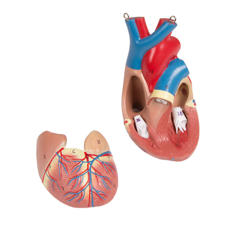 Human Torso Model with Back, 27 parts - CLEARANCE - 3B Scientific