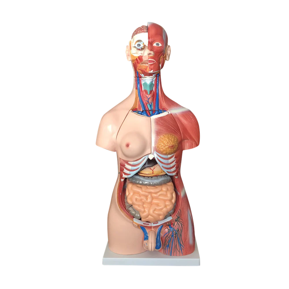 Budget Genderless Torso Model (30 Part) - 
