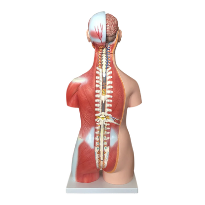 Budget Genderless Torso Model (30 Part) - 