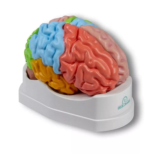 Functional and Regional Life Size Brain Model in 5 Parts