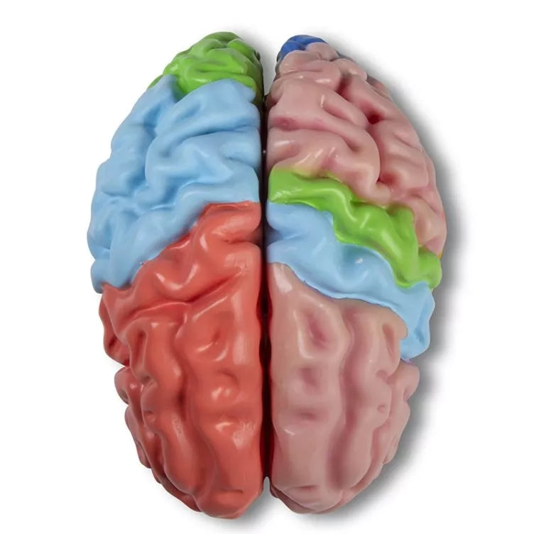 Functional and Regional Life Size Brain Model in 5 Parts