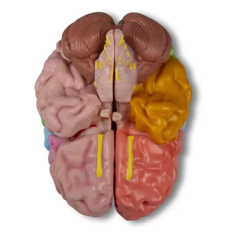 Functional and Regional Life Size Brain Model in 5 Parts
