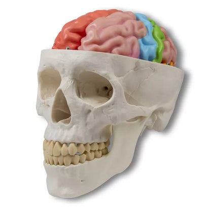 Functional and Regional Life Size Brain Model in 5 Parts