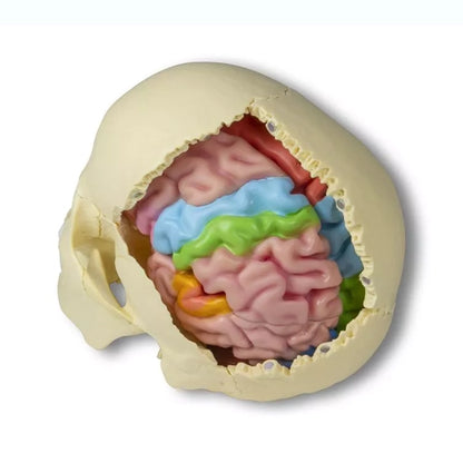 Functional and Regional Life Size Brain Model in 5 Parts