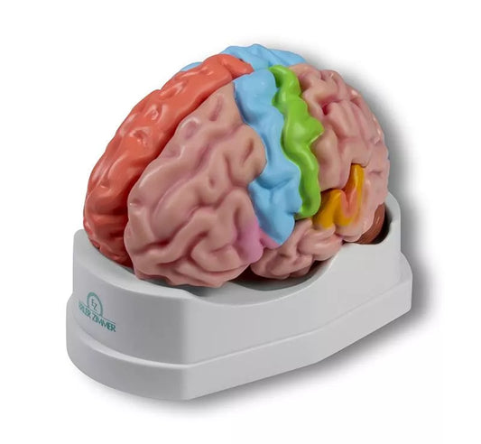 Functional and Regional Life Size Brain Model in 5 Parts