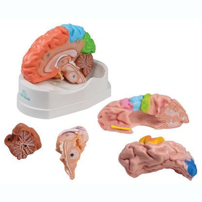 Functional and Regional Life Size Brain Model in 5 Parts