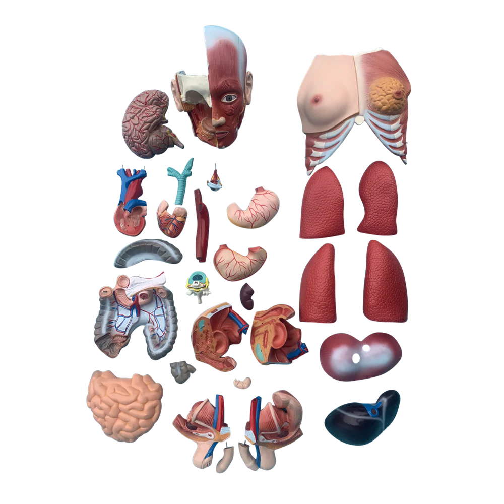 Budget Genderless Torso Model (30 Part) - 