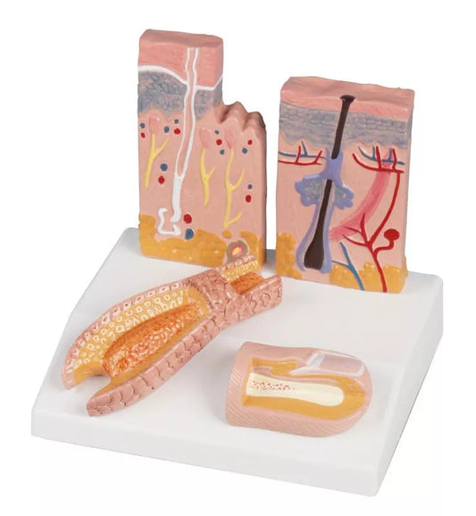 Skin-Hair-Nail Desktop Model - 