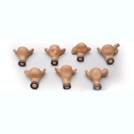 Set of Seven Uteri for R10183 - 