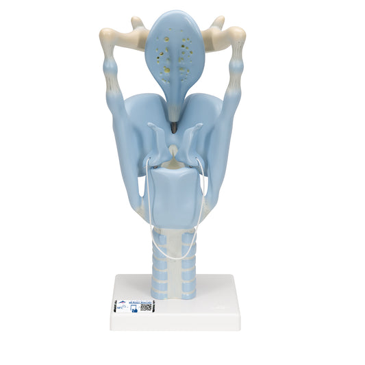 Functional Human Larynx Model - 3 Times Full-Size