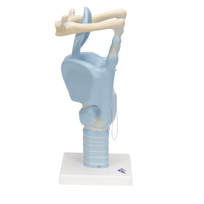 Functional Human Larynx Model - 3 Times Full-Size