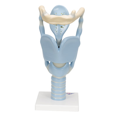 Functional Human Larynx Model - 3 Times Full-Size