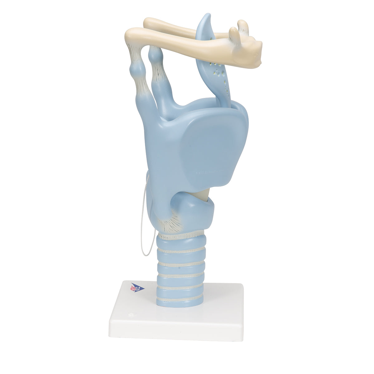 Functional Human Larynx Model - 3 Times Full-Size