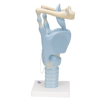Functional Human Larynx Model - 3 Times Full-Size